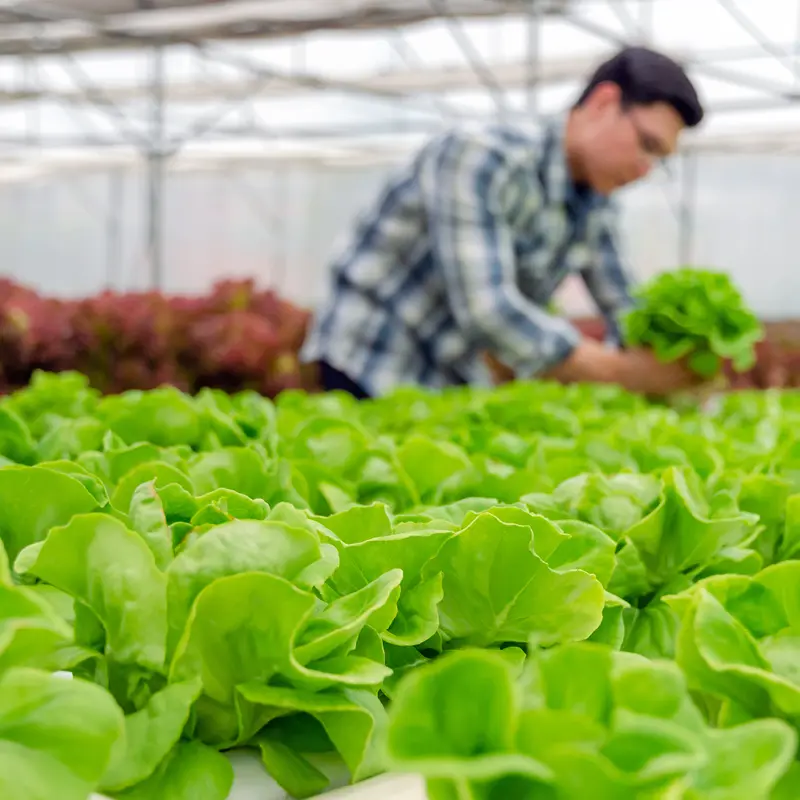 Fresh produce drought